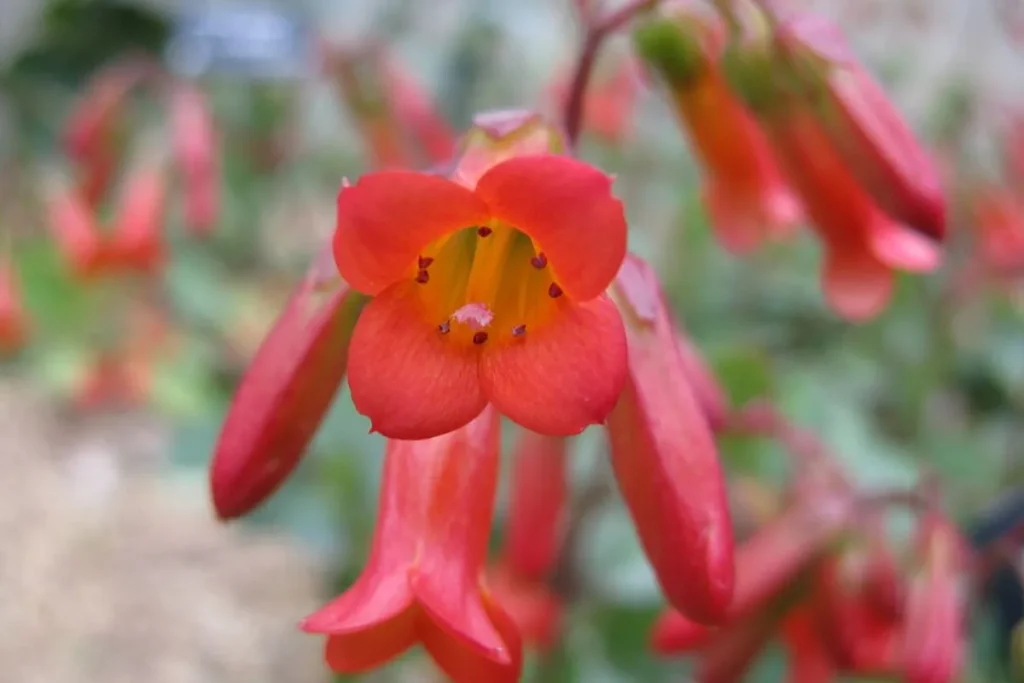 Leia mais sobre o artigo Kalanchoe Manginii: Suculenta Com Flores Vermelhas