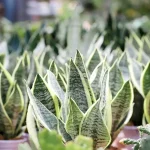 Sansevieria em vasos