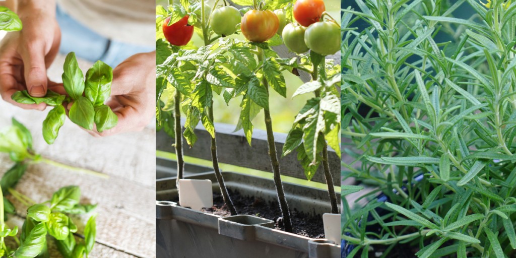 Leia mais sobre o artigo Aproveitando ervas frescas na cozinha: dicas de cultivo e receitas