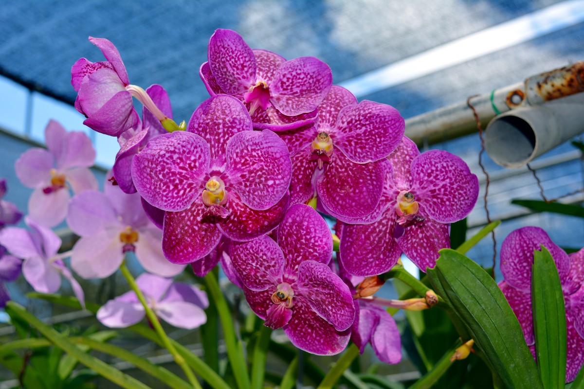 Você está visualizando atualmente Como fazer adubo caseiro para orquídea florir