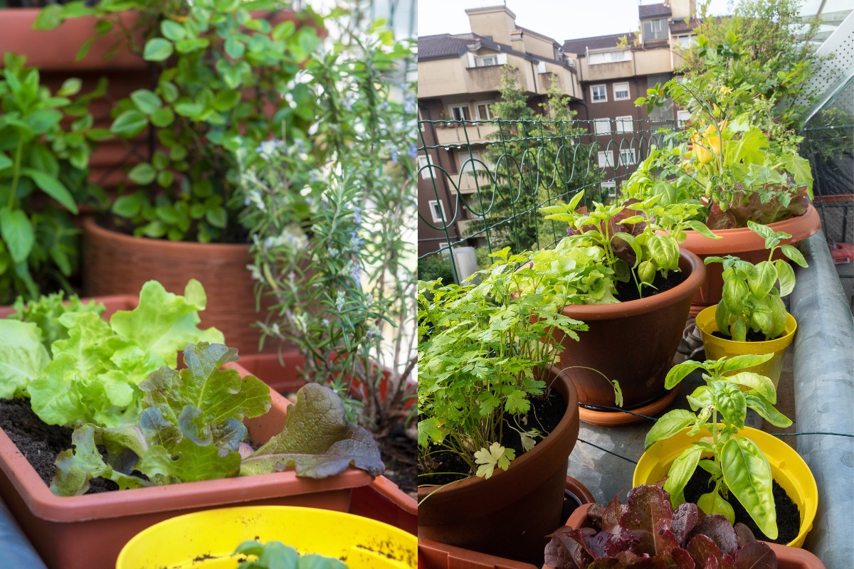 Você está visualizando atualmente Horta na varanda do apartamento: cultive seus próprios temperos e incremente suas receitas