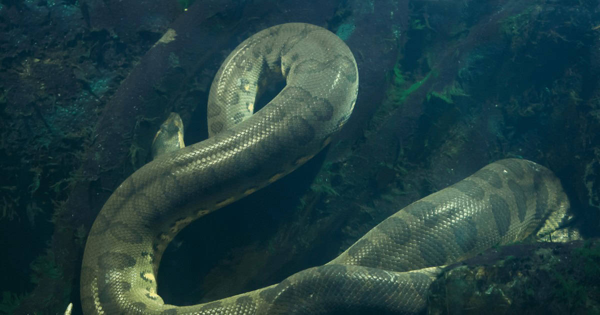 Leia mais sobre o artigo Mistério no Rio Tocantins: Cobra Gigante, Sucuri-Verde de 7 Metros Encontrada Morta
