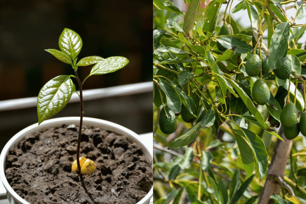 Leia mais sobre o artigo Como cultivar abacate em vaso usando a semente: passo a passo rápido e fácil