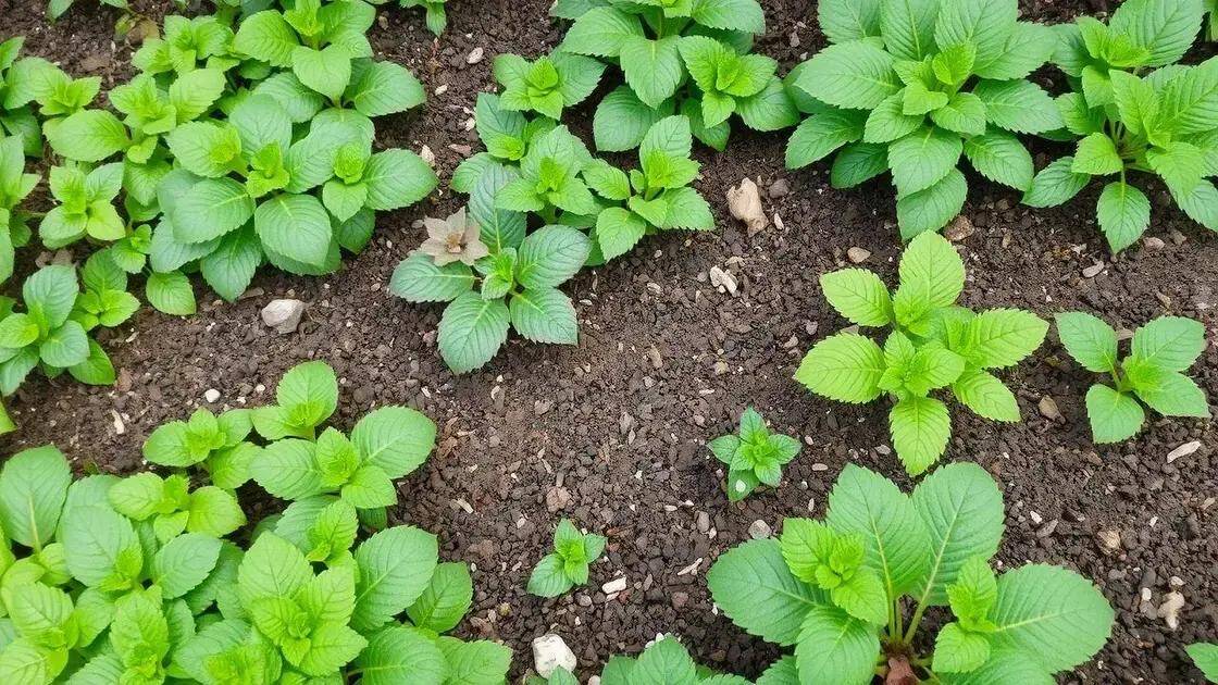 Leia mais sobre o artigo Tapete Verde: As Plantas Rasteiras que Protegem seu Solo e Eliminam a Necessidade de Capina