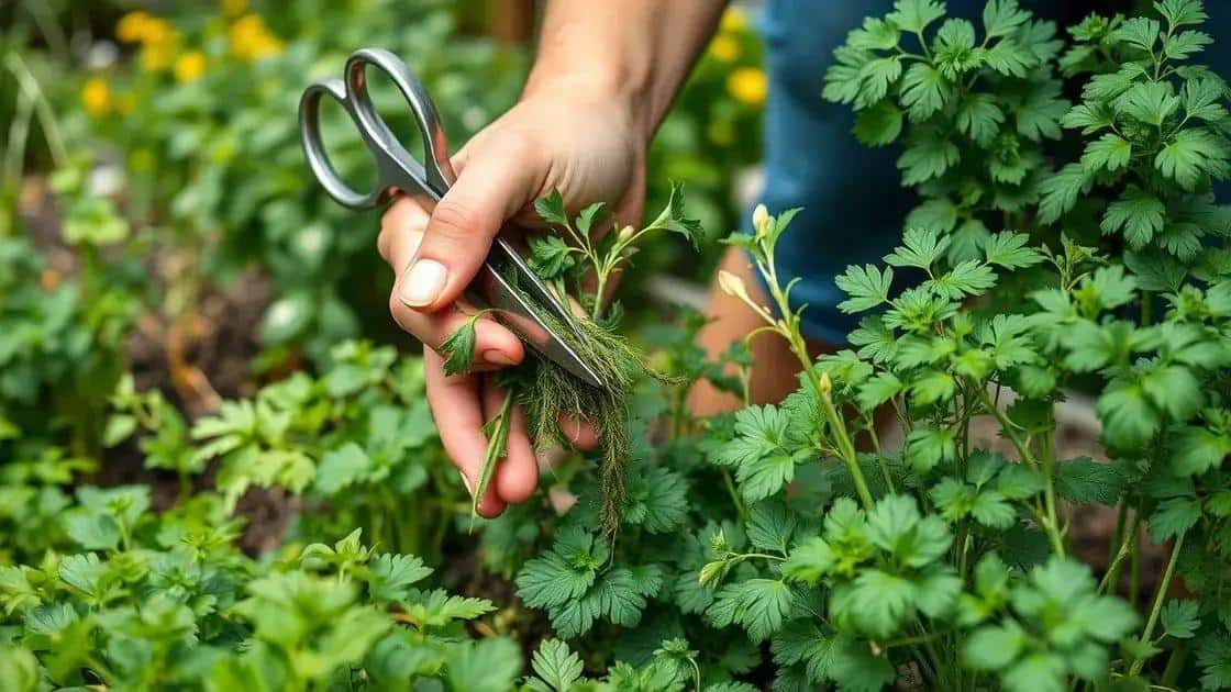 Como colher ervas frescas sem prejudicar as plantas